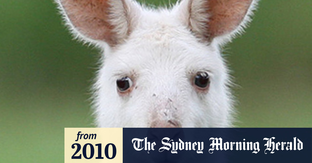 Albino animals are all white